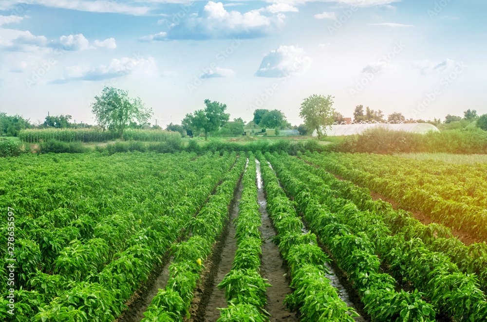 Plantations of sweet Bulgarian bell pepper. Farming and agriculture. Cultivation, care and harvesting. Grow and production of agricultural products for sale. farmland. Plant growing, agronomy. Plantations of sweet Bulgarian bell pepper. Farming and agriculture. Cultivation, care and harvesting. Grow and production of agricultural products for sale. farmland. Plant growing, agronomy.