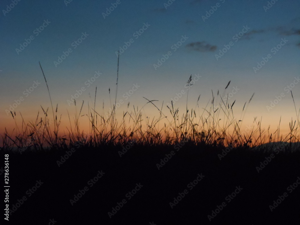 Obraz premium silhouette of grass at sunset