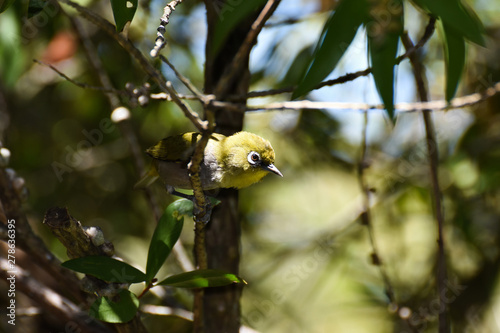 Puffed Cape White-Eye Bird (Zosterops pallidus) Looking, Plettenberg Bay, South Africa photo