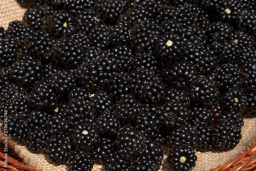 . Harvest of summer berries horizontally . Harvest of summer berries horizontally