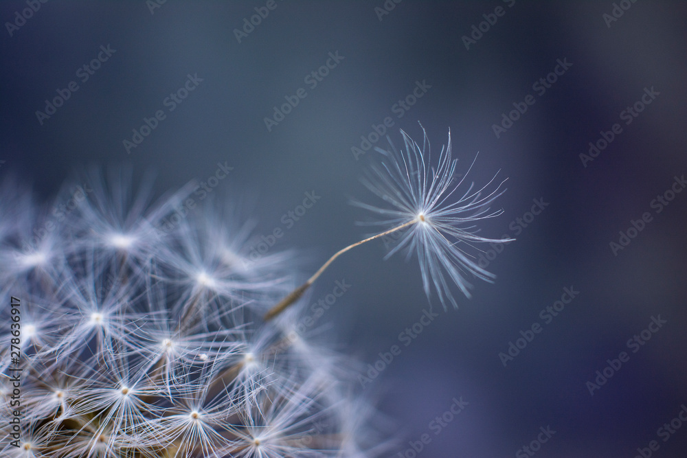 Obraz premium Ripe seeds of a dandelion. Departure of a dandelion seed in the wind. Illustration for background, postcards and desktop Wallpaper.