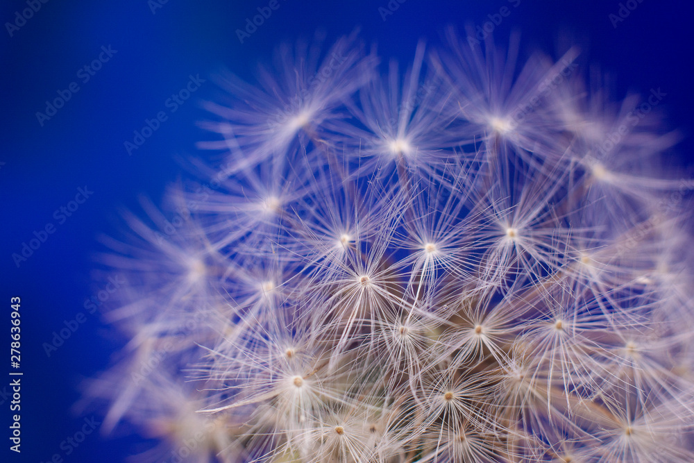 Obraz premium Dandelion. Beautiful illustration of flower, ca use as background or texture in design. Close up.
