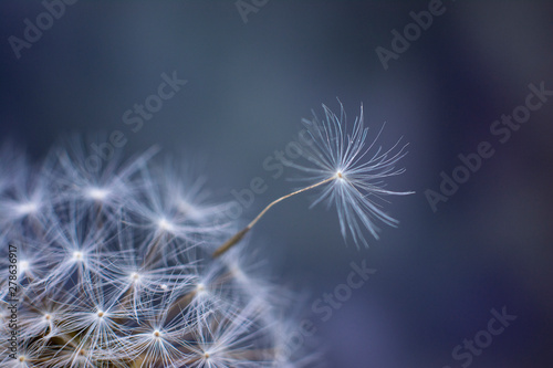 Ripe seeds of a dandelion. Departure of a dandelion seed in the wind. Illustration for background  postcards and desktop Wallpaper.