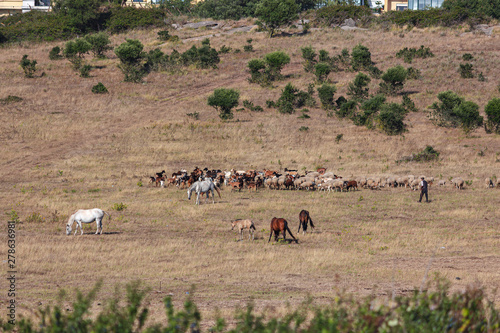 A flock of sheep and goats, led by a shepherd, Portugal © Luis