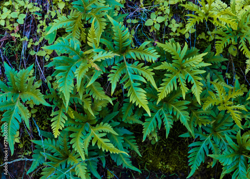 Fir leaves pattern close up