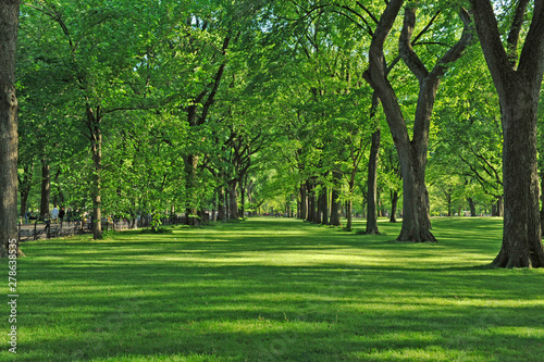 Central Park  Green