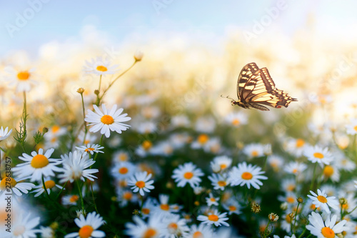 butterfly machaon flutters over white beautiful flowers daisies on a sunny su...