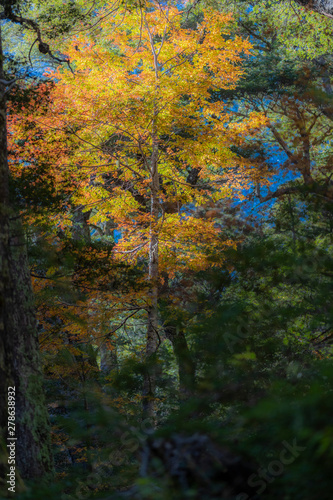 Amazing autumn leaf color view at Conguillio National Park forest. An awesome representation of Autumn colors textures on an awe scenery full of bright colors and lights in between the forest trees