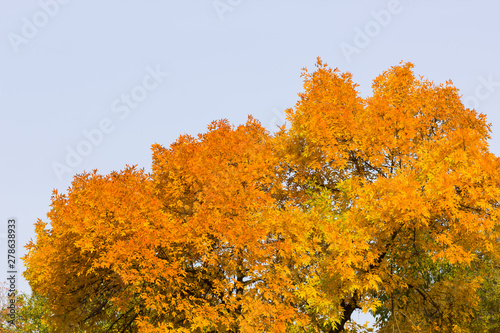 Yellow leaves against the blue sky. Many yellow leaves on the branches of a tree. Autumn landscape