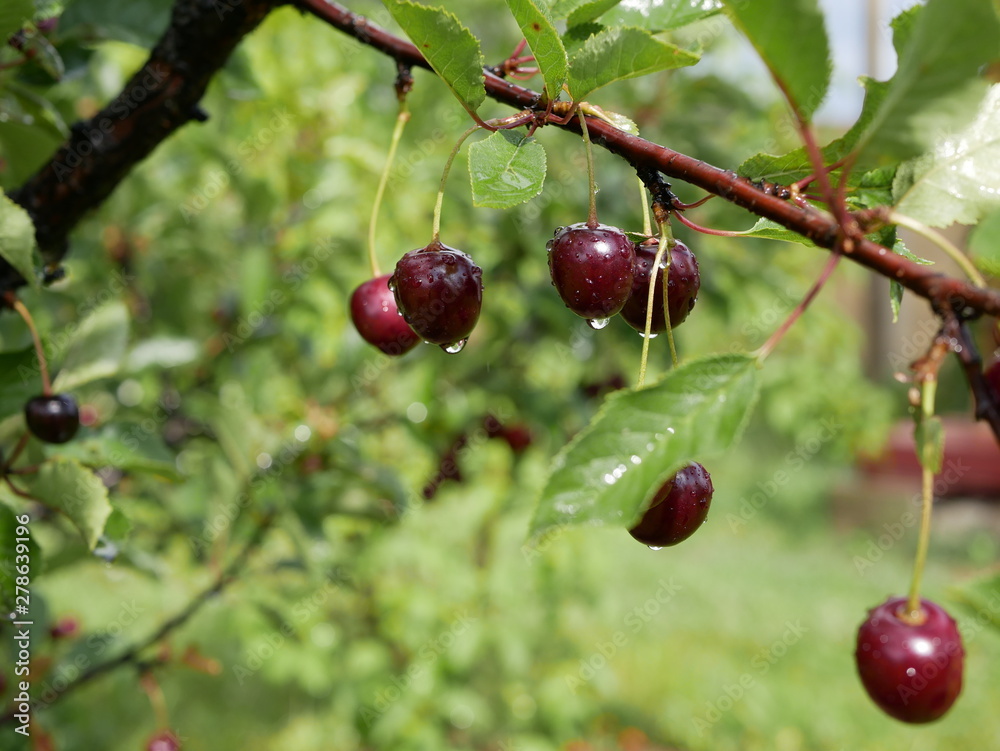 Obraz premium Ripe juicy cherry maroon on a branch with green leaves in the garden on a Sunny summer day after the rain. Harvest berries. Raindrops on ripe berries.