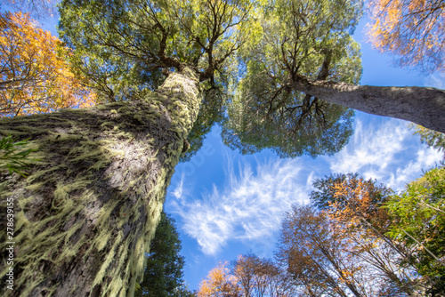 Amazing autumn leaf color looking up view at Conguillio National Park forest a beautiful scenery. Awe representation of Autumn colors textures on an awe autumn colorful trees abstract background view photo