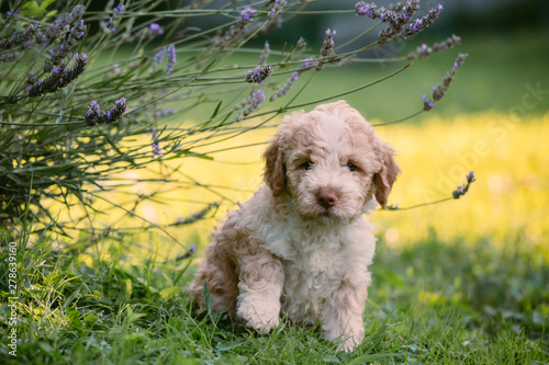 cute little puppy outdoor playing photo