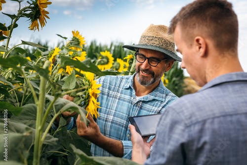 Foto senior agronomist with his young colleague examining sunflowers in sunflower fil