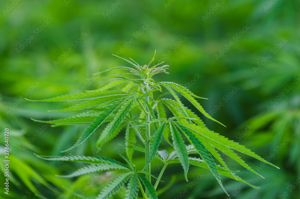 Cannabis sativa, marihuana leaves, photography of medical plant.