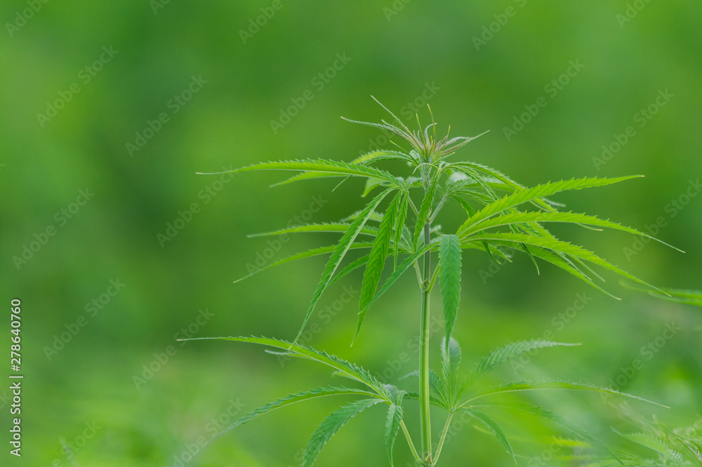Cannabis sativa, marihuana leaves, photography of medical plant.