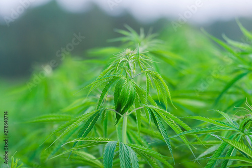 Cannabis sativa  marihuana leaves  photography of medical plant.