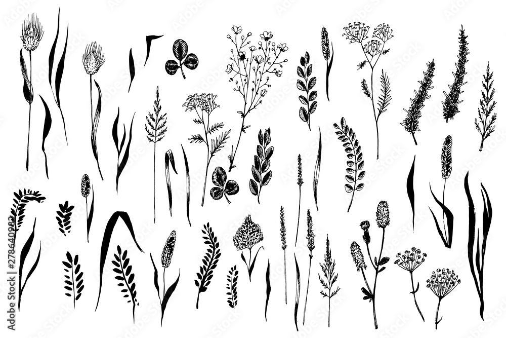 Wild herbs and flowers painted black line. - obrazy, fototapety, plakaty 