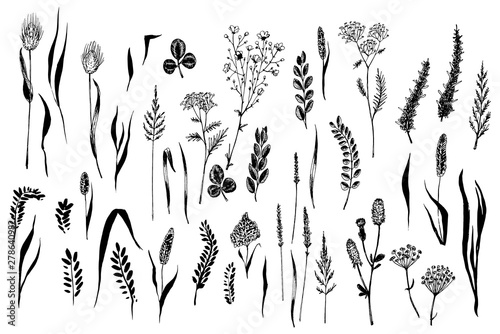 Wallpaper Mural Wild herbs and flowers painted black line. Torontodigital.ca