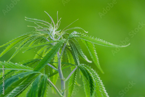 Cannabis sativa  marihuana leaves  photography of medical plant.
