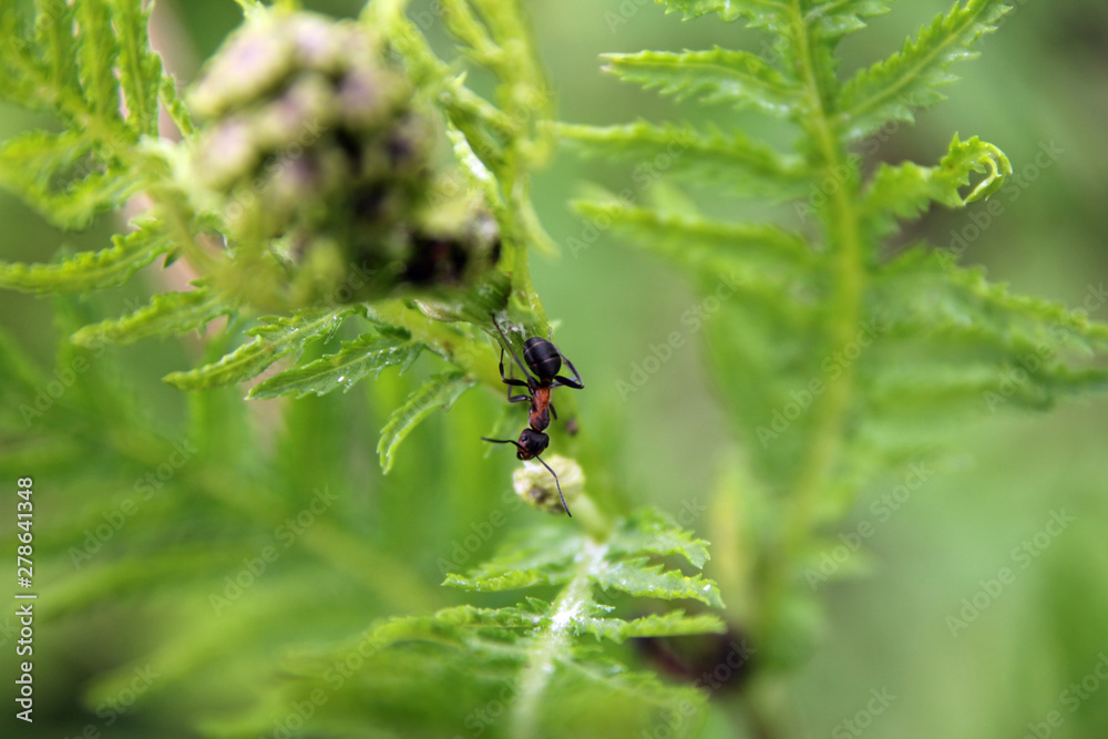rote waldameise melkt blattläuse den honigtau ab Stock Photo | Adobe Stock