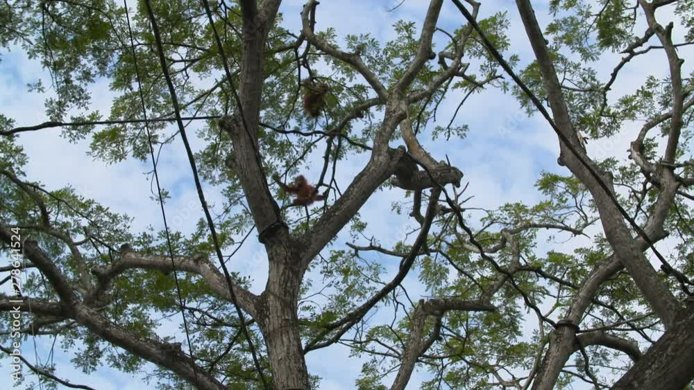 Wide shot looking straight up at two orangutans swinging in the treetops Wide shot looking straight up at two orangutans swinging in the treetops