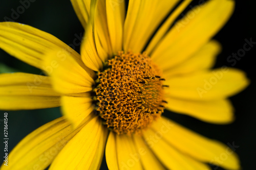 Doronikum  yellow daisy  close-up on a dark background