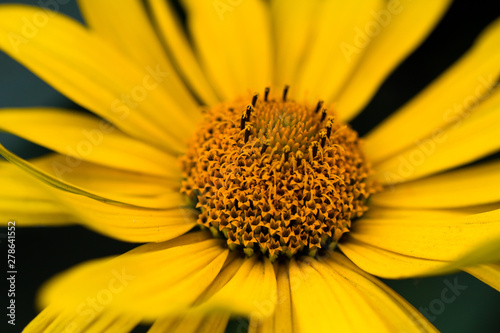 Doronikum  yellow daisy  close-up on a dark background
