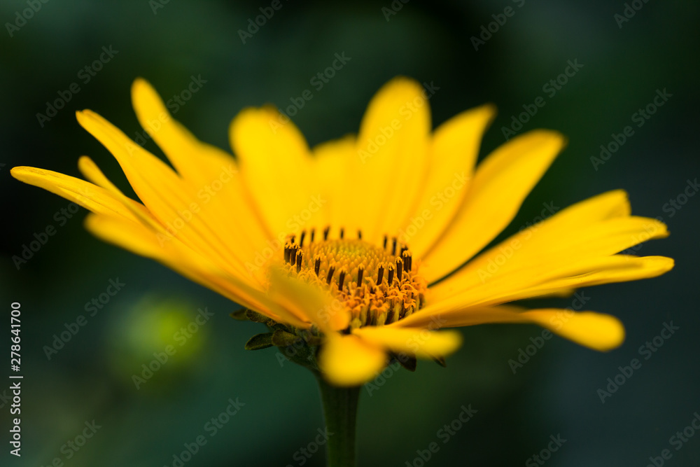 Doronikum (yellow daisy) close-up on a dark background Doronikum (yellow daisy) close-up on a dark background