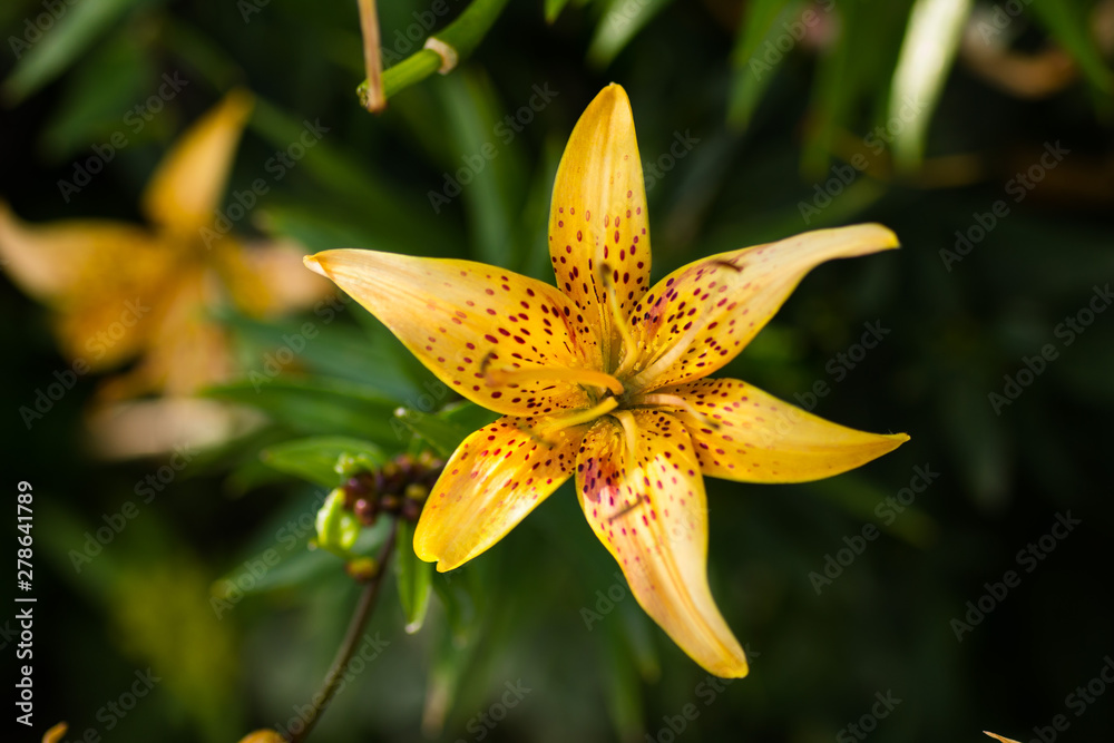 Fototapeta premium Yellow orange spotted lily blooms in the garden