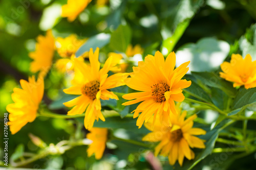 Doronikum (yellow daisy) on a sunny day in the garden