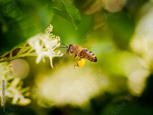 image of bee collecting nectar close up