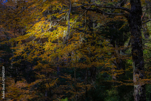 Amazing autumn leaf color view at Conguillio National Park forest. An awesome representation of Autumn colors textures on an awe scenery full of bright colors and lights in between the forest trees