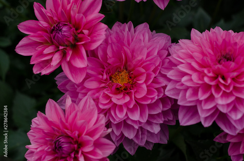 close up of colorful flower in bright day