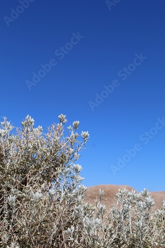 Mojave Cottonthorn, botanically Tetradymia Stenolepis, Southern Mojave Desert Native, visualize in Joshua Tree National Park, protect and conserve our native plants, 060919. photo