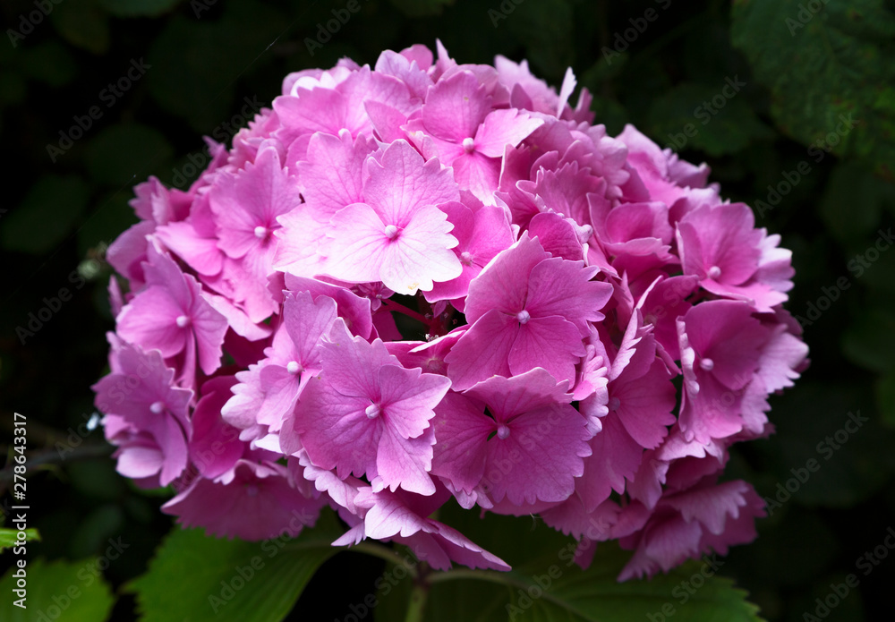 A hydrangea flower in an English garden A hydrangea flower in an English garden