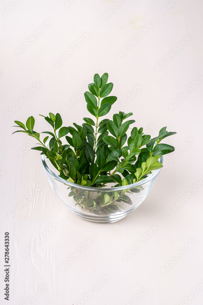 Buxus sempervirens bouquet green leaf leaves branches in glass transparent bowl vase on white wooden background copy space template background isolated Buxus sempervirens bouquet green leaf leaves branches in glass transparent bowl vase on white wooden background copy space template background isolated