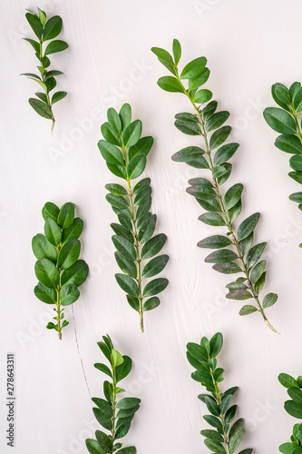 Buxus sempervirens texture green leaf leaves branches white wooden background copy space template top view overhead background