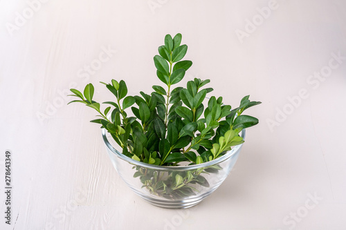 Buxus sempervirens bouquet green leaf leaves branches in glass transparent bowl vase on white wooden background copy space template background isolated