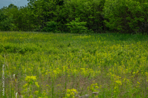 wildflowers in a prairie preserve