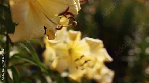 Yellow trumpet aurelian lilies. Bouquet of fresh flowers growing in summer garden. Gardening concept photo