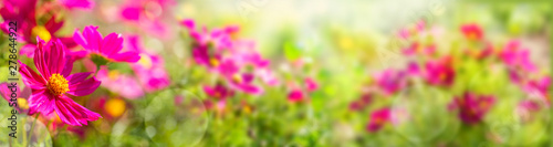 Sommer Blumen Wiese  -  Panorama © Floydine