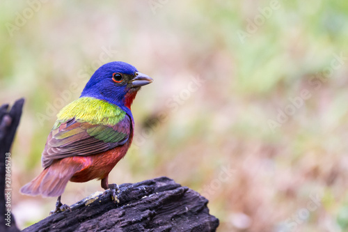 Painted Bunting © Tim