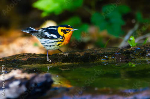 Blackburnian Warbler