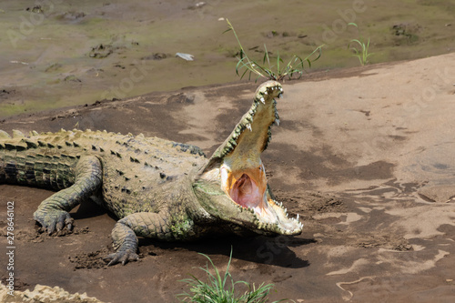 American Crocodile  Tarcoles River  Costa Rica