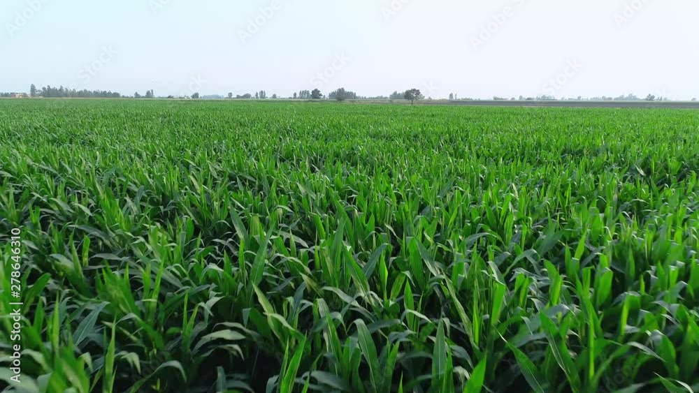 Aerial drone top view of plantation green corn field. Flying above Agricultural farm landscape background footage. Aerial drone top view of plantation green corn field. Flying above Agricultural farm landscape background footage.