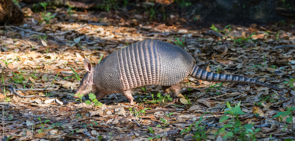 Nine-banded Armadillo (Dasypus novemcinctus) strolling through the forest Nine-banded Armadillo (Dasypus novemcinctus) strolling through the forest
