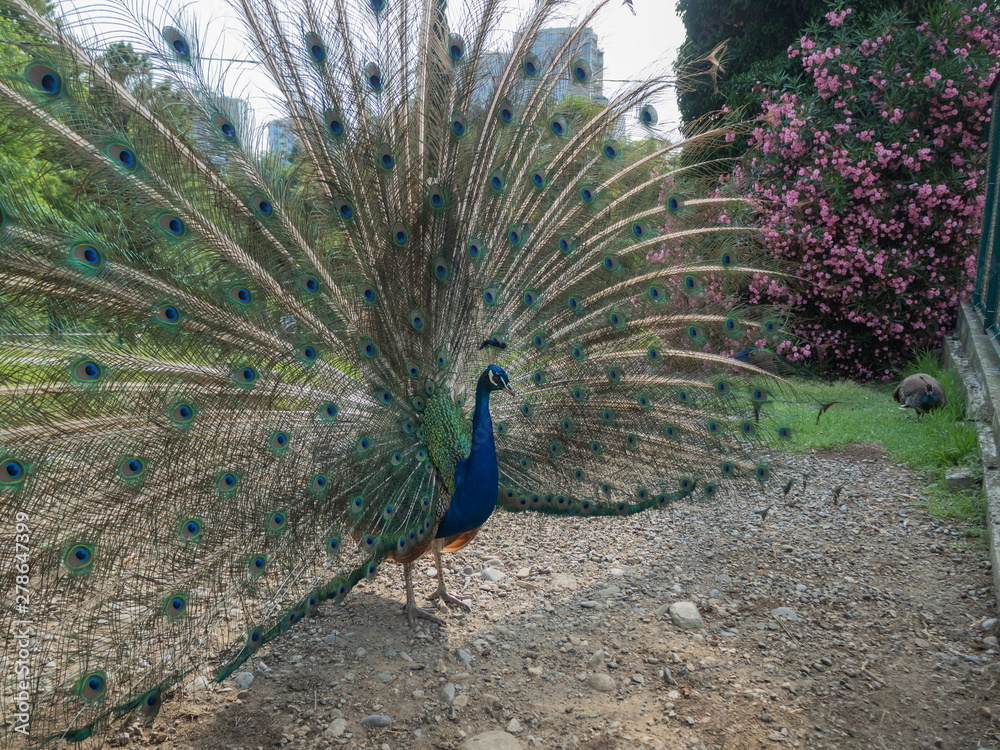 Obraz premium A beautiful peacock straightened his feathers Park Arboretum