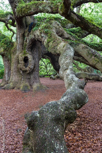Gnarly old oak tree with large branches