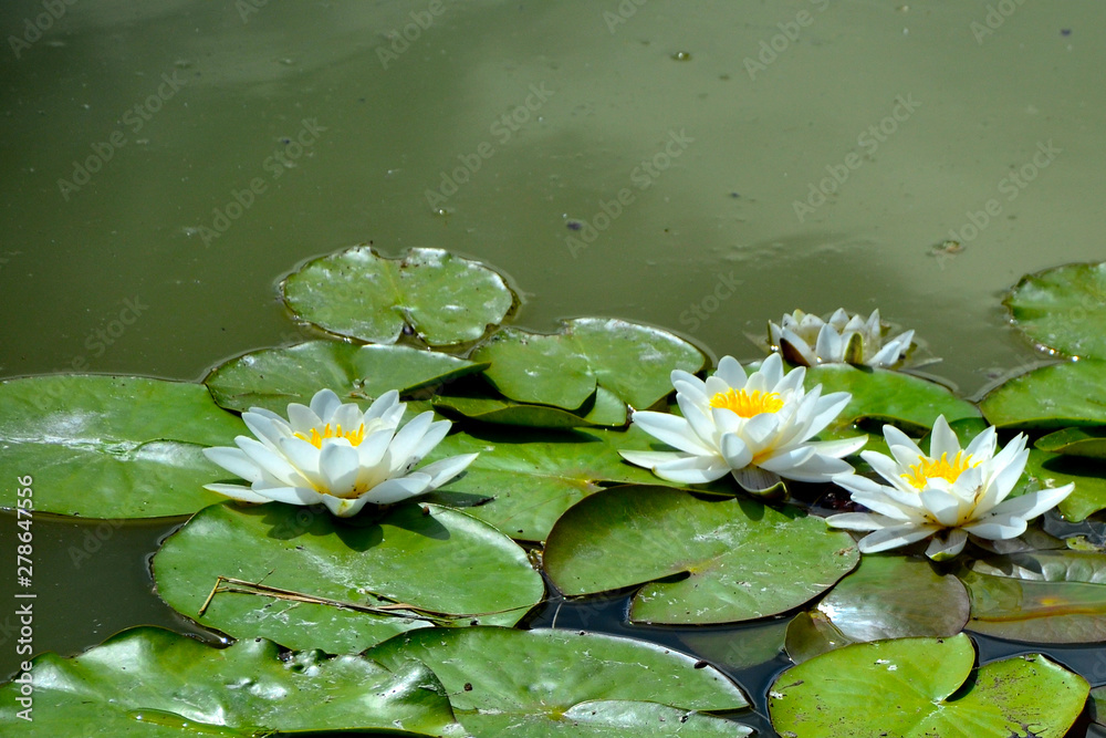 white water lily in pond. water lily in muddy and dirty water white water lily in pond. water lily in muddy and dirty water