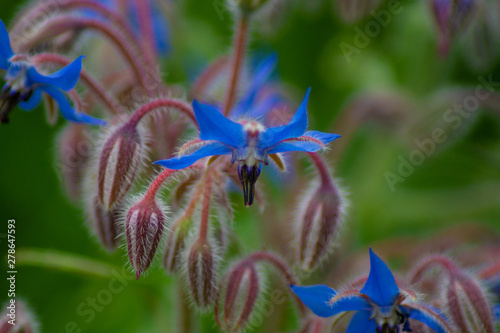 close up view of british wildflowers including commin poppy, borage, chamomile, yellow, daisys and forget-me-nots. photo